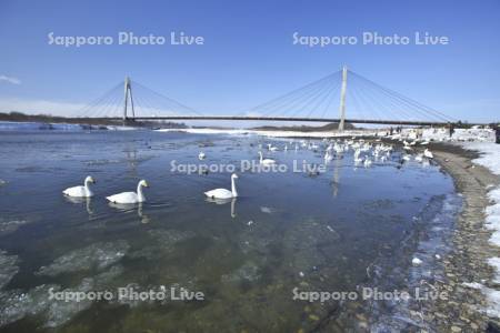 十勝中央大橋