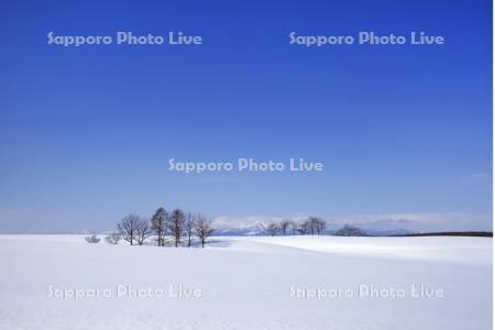 雪原