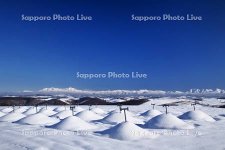 ジャガイモの貯蔵と大雪山連峰