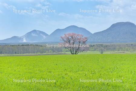 桜と硫黄山