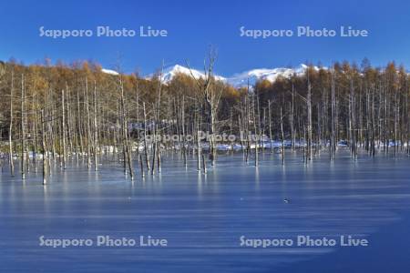 青い池の薄氷に影が伸びる