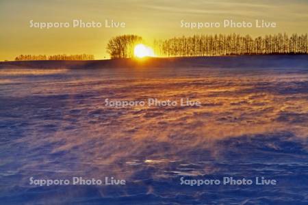 日の出のカラマツ並木と地吹雪