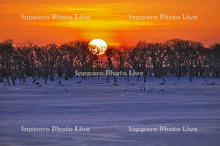 夕陽とナラワラの雪原