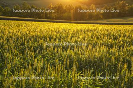 夕陽と輝く麦
