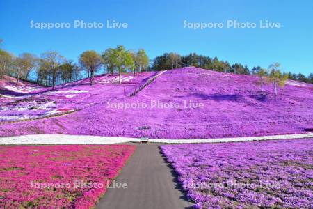 東藻琴芝桜公園