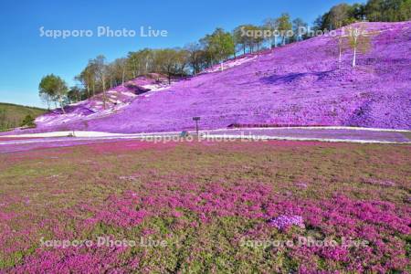 東藻琴芝桜公園