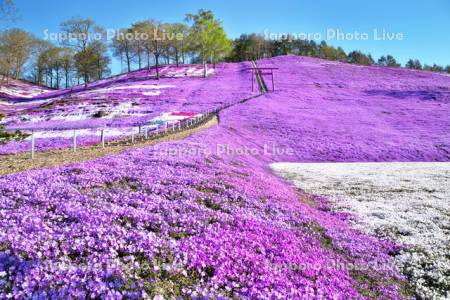 東藻琴芝桜公園