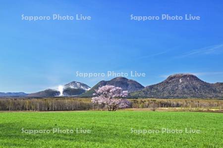 山桜と硫黄山