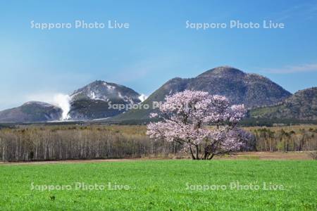 山桜と硫黄山