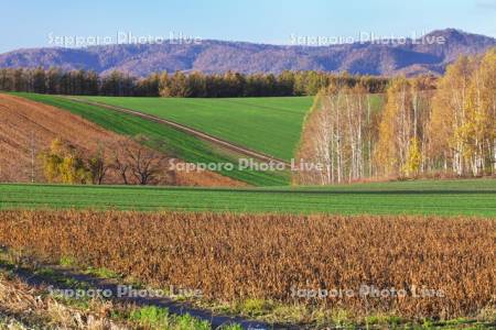豆畑の紅葉と秋蒔き小麦の新緑
