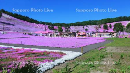 東藻琴芝桜公園