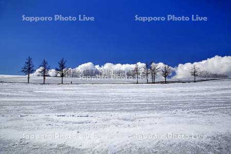 融雪剤散布跡の雪原