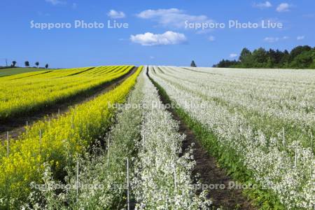 種採り用大根・菜の花畑