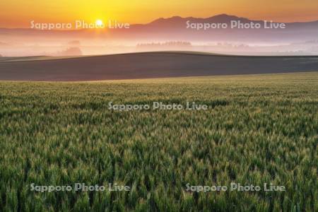 日の出と麦畑