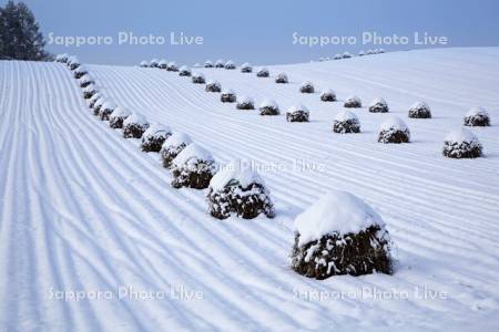 雪の丘と豆ニオ