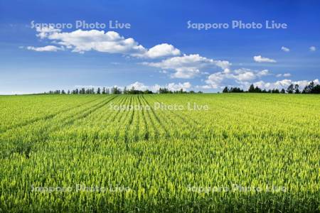 麦畑と夏雲
