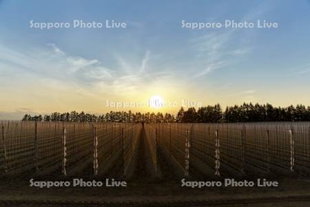 夕暮れ時の長いも畑