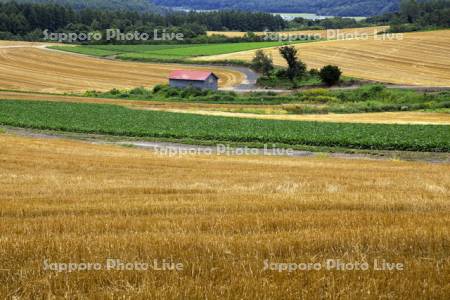 麦の刈り跡と小路のある風景