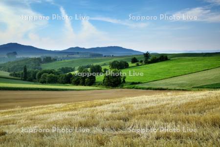 麦の刈り跡と丘