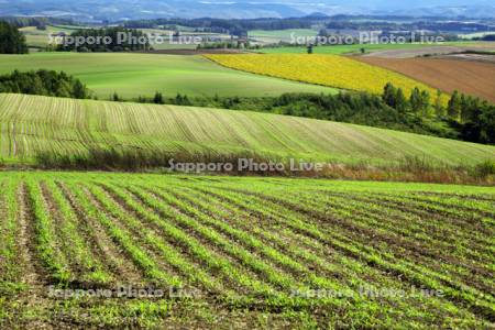 秋まき小麦の新緑と丘