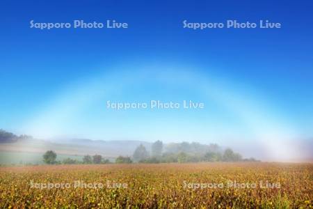 豆畑と白い虹