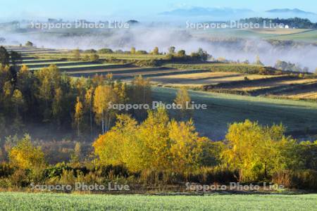 黄葉と朝霧漂う丘