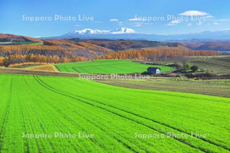秋まき小麦と旭岳