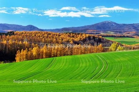 秋まき小麦の新緑とカラマツの黄葉
