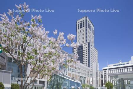 札幌駅南口とライラック　2013年（H25）