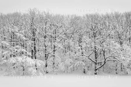 雪の木立