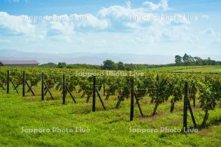 ワイン用ブドウの畑