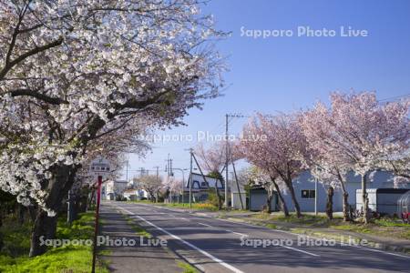 清川の千本桜