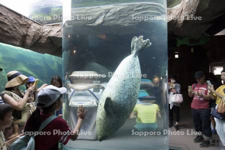 旭山動物園のあざらし館