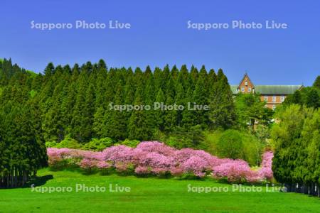 トラピスト修道院の牧草地と八重桜