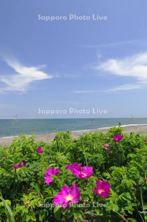 小清水原生花園