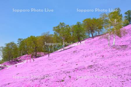 東藻琴芝桜公園