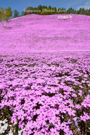 東藻琴芝桜公園