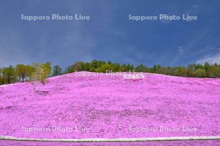 東藻琴芝桜公園