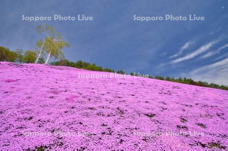 東藻琴芝桜公園