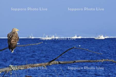 オジロワシとホタテ漁船