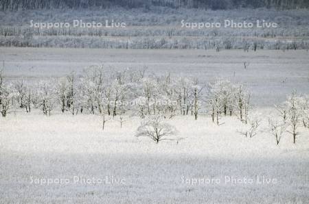 早春の雪に覆われた釧路湿原