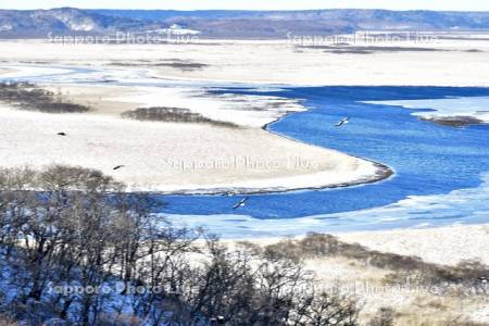 オオワシ飛ぶ霧多布湿原