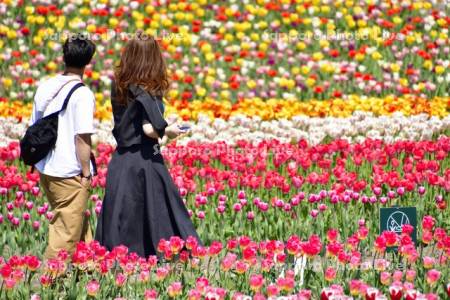 かみゆうべつチューリップ公園