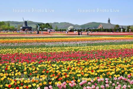 かみゆうべつチューリップ公園