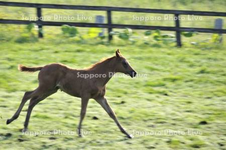 サラブレッドの仔馬