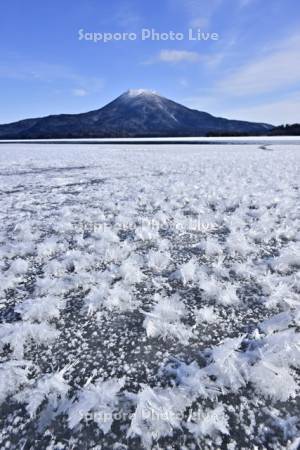 阿寒湖のフロストフラワー