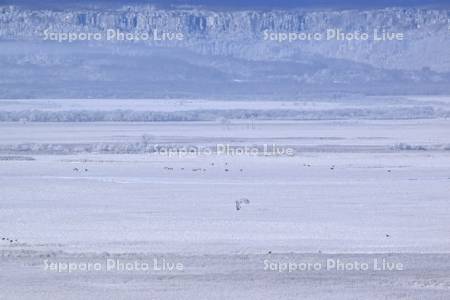 霧氷の釧路湿原とエゾシカ