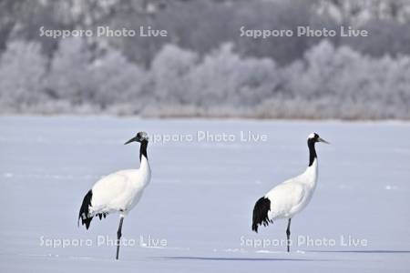 霧氷とタンチョウ