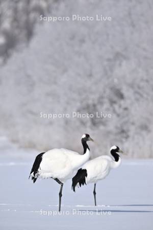 霧氷とタンチョウ