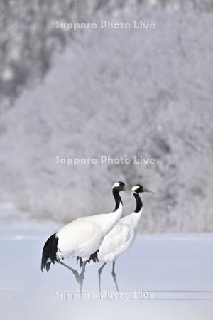 霧氷とタンチョウ